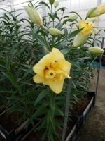 [5195 Exotic Sun VWS No02.JPG]